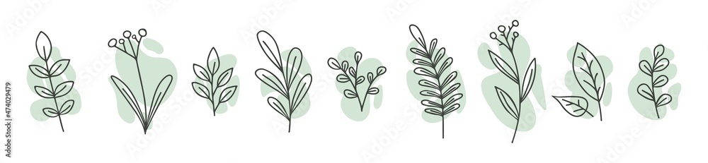 Set of illustrations of plants. Decorative beauty elegant illustration for design Vector flower Botanical. Black and white and colorful Set of illustrations of plants. Decorative beauty elegant illustration for design Vector flower Botanical. Black and white and colorful