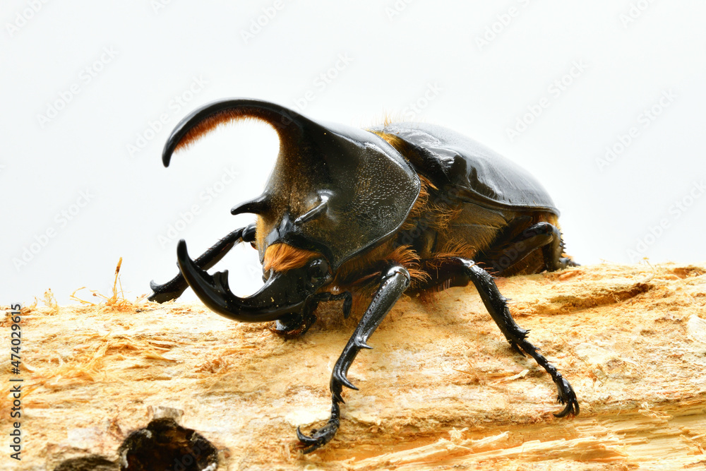 オオカブト Images Browse 55 Stock Photos Vectors And Video Adobe Stock