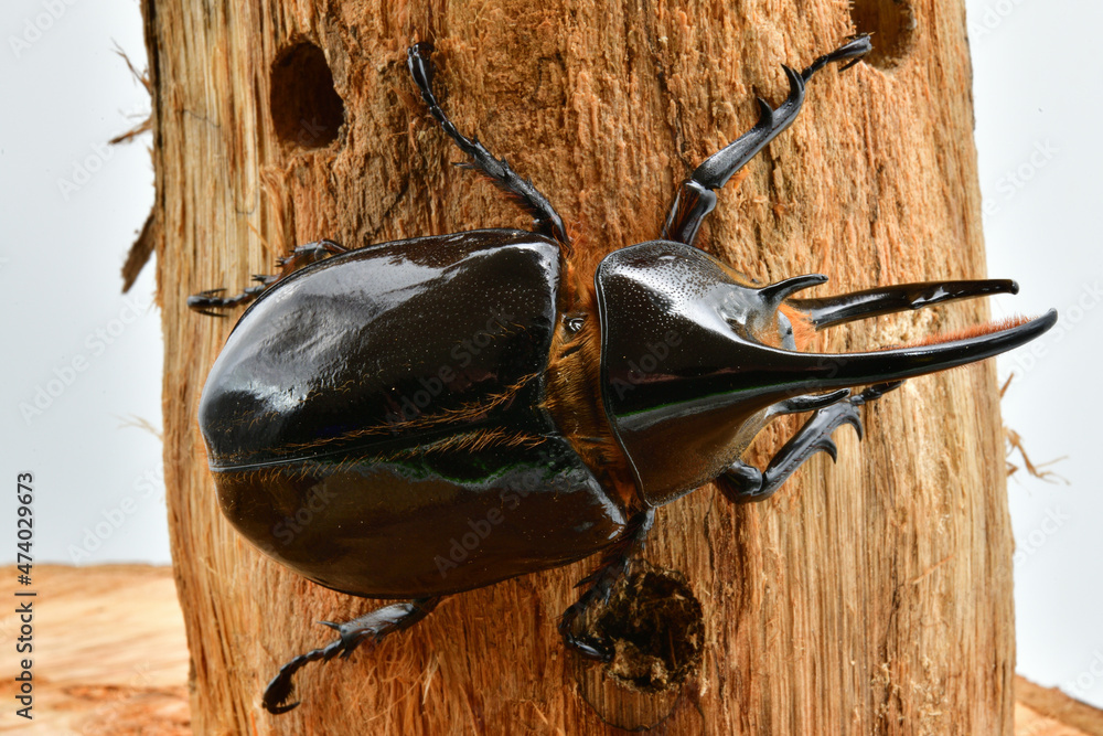 オオカブト Images Browse 55 Stock Photos Vectors And Video Adobe Stock