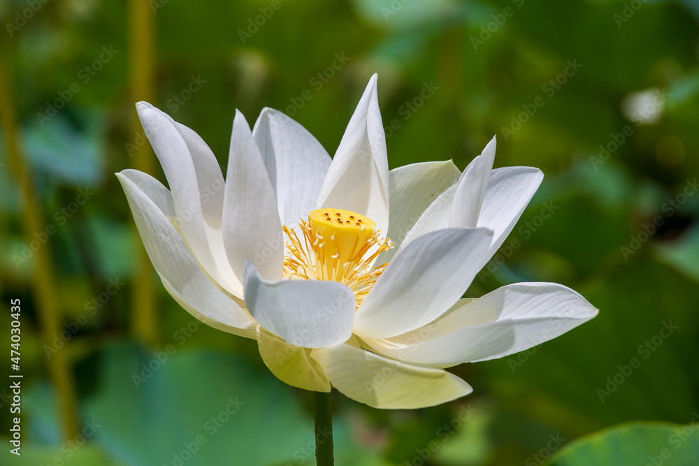 Water lotus in botanical garden. Island Mauritius . Close up Water lotus in botanical garden. Island Mauritius . Close up