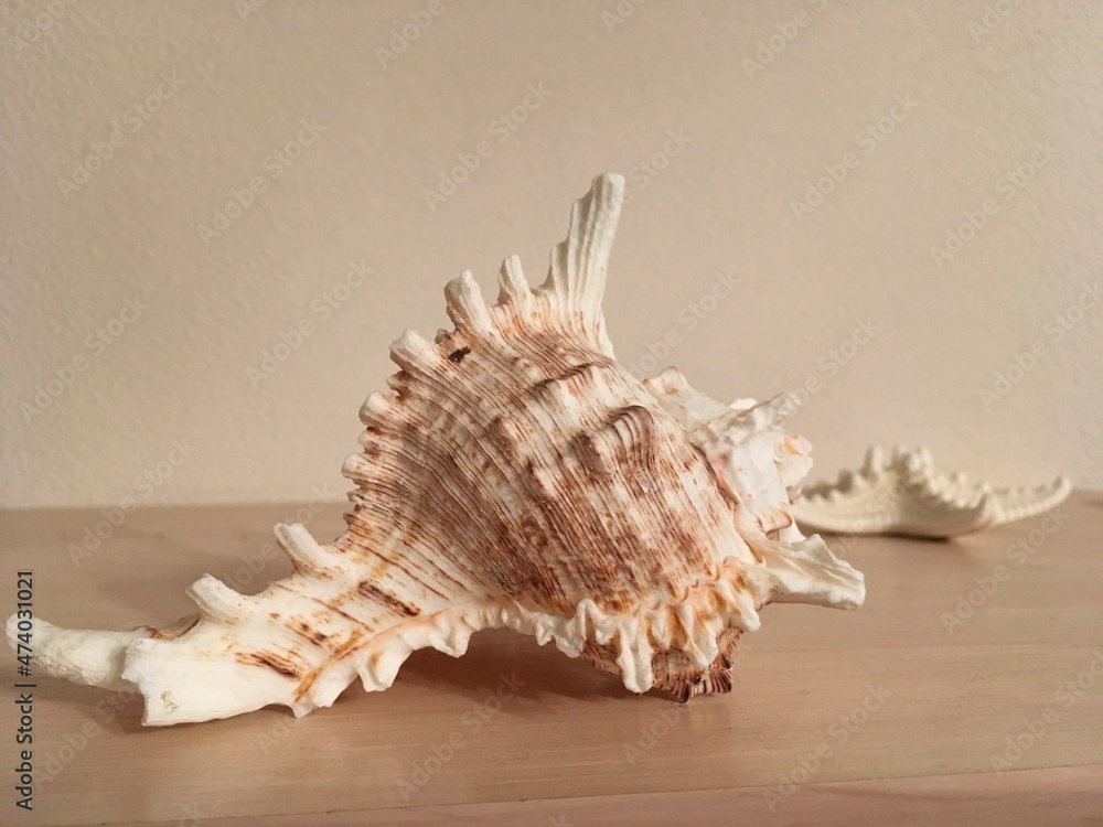 seashell and starfish on wooden table background seashell and starfish on wooden table background