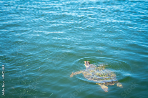 Loggerhead sea turtle, Caretta caretta in Dalyan River, Mediterranean Sea, Turkey, in Mugla Province located between the districts of Marmaris and Fethiye on the south-west coast of Turkey