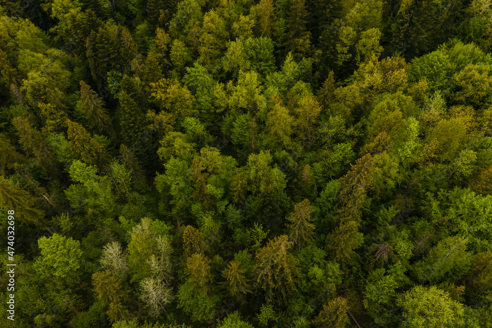 Aerial view of dark mixed pine and lush forest with green trees canopies