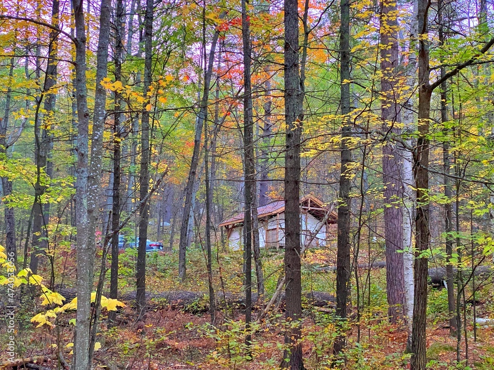 Fototapeta premium autumn forest in the morning