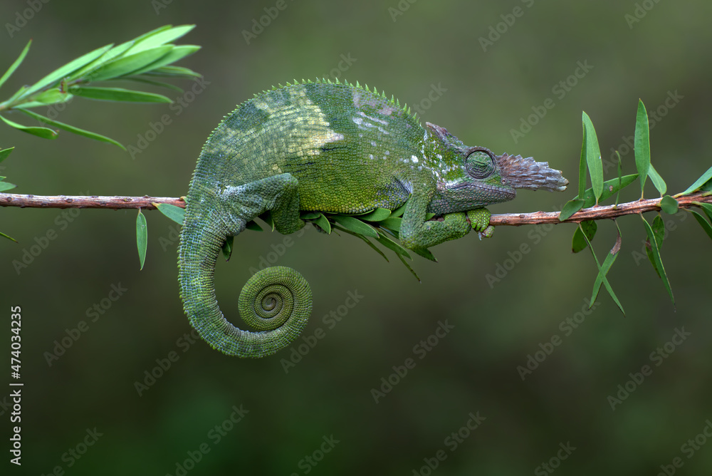 Fischer chameleon hanging on a tree - obrazy, fototapety, plakaty 