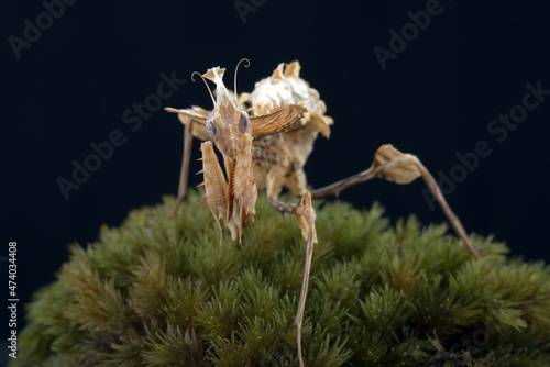 The devil mantis stood on a rock covered with moss