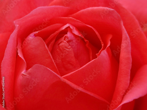 Red Rose Flower Close Up Shot 2