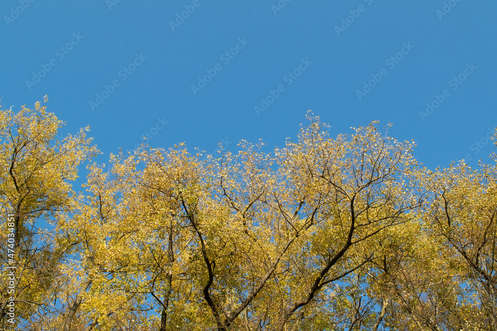 autumn trees against sky autumn trees against sky