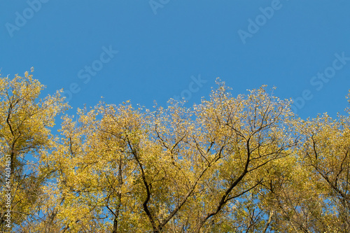 autumn trees against sky