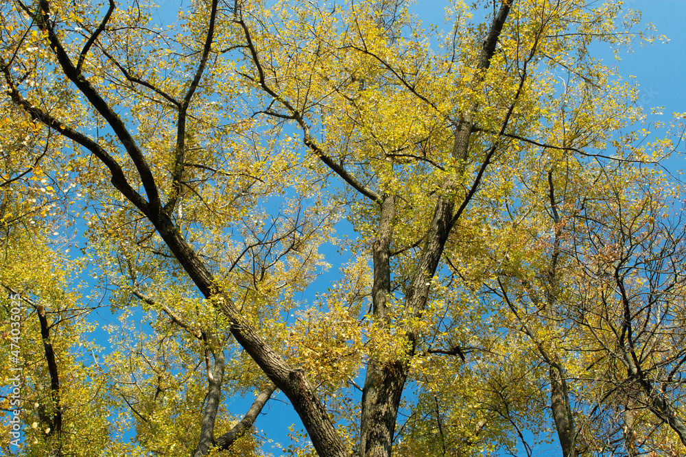 tree in autumn tree in autumn
