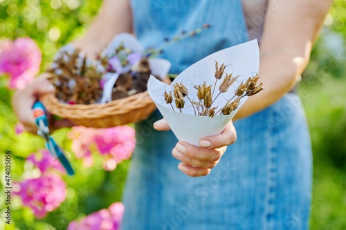 Slika na platnu Close-up of fresh harvested aquilegia seeds in woman hands.