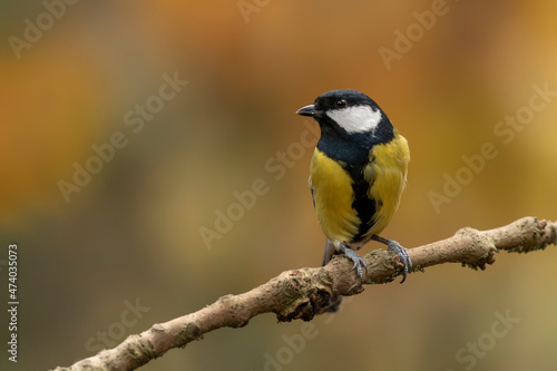 Great Tit (Parus major) on a branch in a forest of Noord Brabant in the Netherlands. Background with autumn colors. 