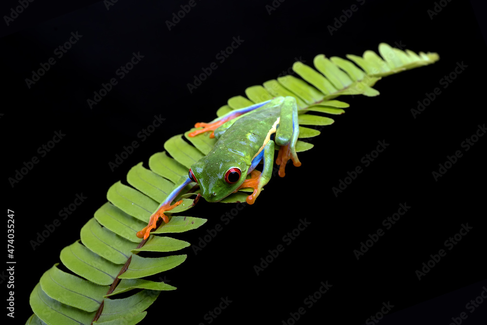 Red-eyed tree frogs on leaf