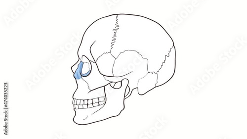 Alpha channel Human Skull side view Maxilla animation