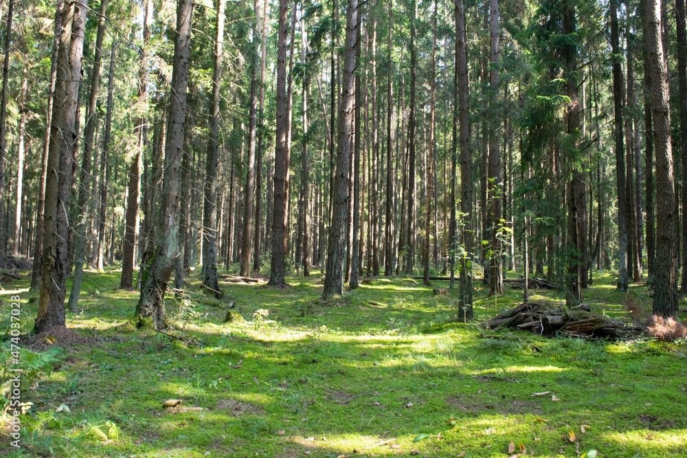 Obraz premium forest