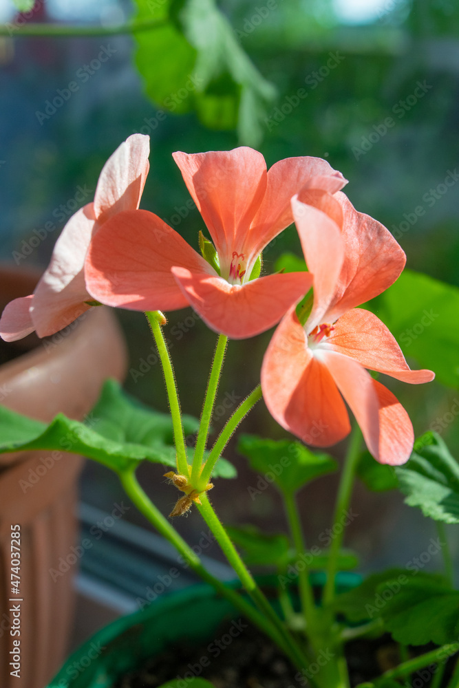 Fototapeta premium pink flower