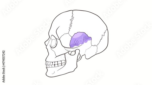 Alpha channel Human Skull side view Temporal Bone animation