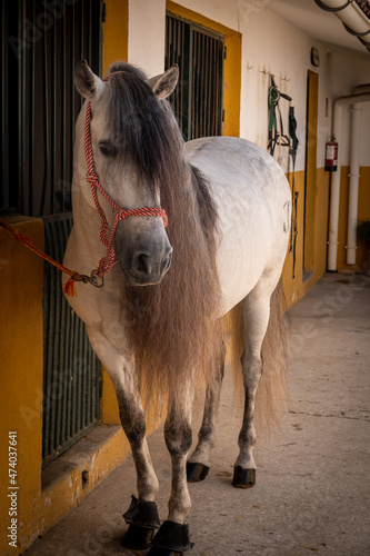 Showhorse waiting