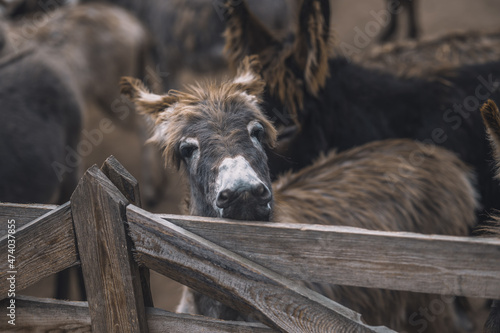 Donkey lookng throught the fence of the cattle-pen photo