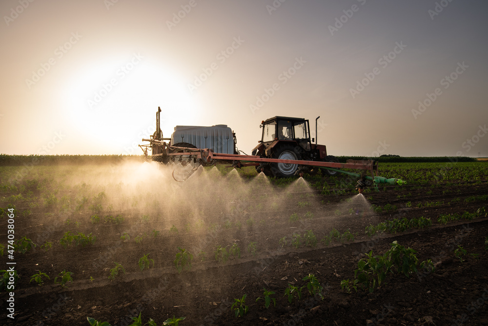 Fototapeta premium Tractor spraying vegetable field in sunset.