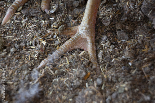 chicken foot in the dust of a barn