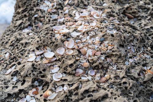 Sea shells on rocks after high tide