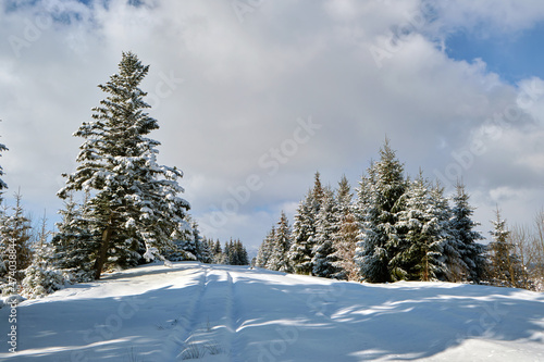 Pine trees covered with fresh fallen snow in winter mountain forest on cold bright day