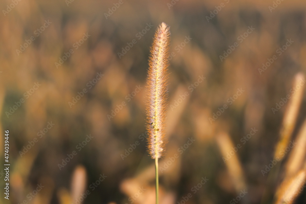 Grass flower in summer
