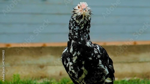 gergebil purebred chicken, Unduch, portrait.  photo