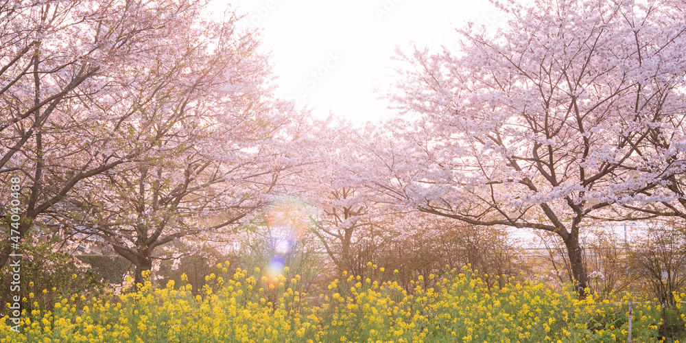 Cherry and rape blossoms backlit by sunlight　夕日を浴びる桜と菜の花 逆光