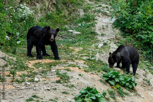 A brown bear in the Carpathian of romania