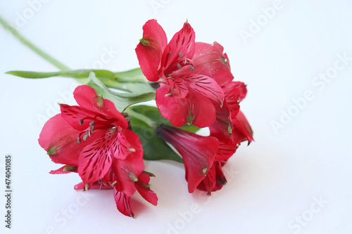 Beautiful red gladioli on a white background