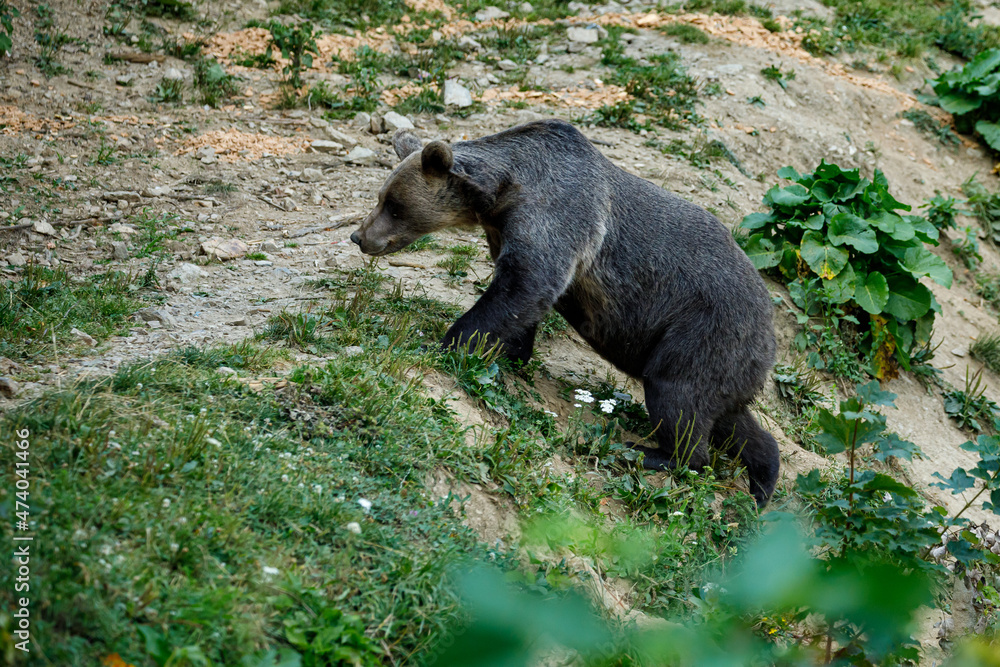 A brown bear in the Carpathian of romania A brown bear in the Carpathian of romania
