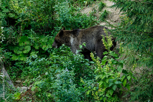 A brown bear in the Carpathian of romania