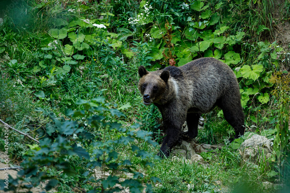A brown bear in the Carpathian of romania A brown bear in the Carpathian of romania