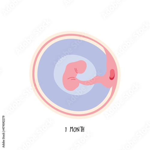 embryo development first month