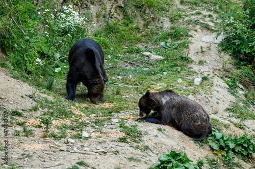 A brown bear in the Carpathian of romania