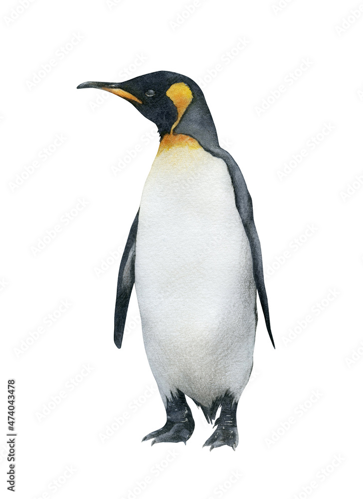 Fototapeta premium Hand-drawn watercolor king penguin illustration isolated on white background. Antarctic animal bird