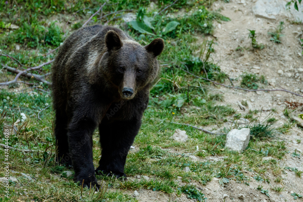 A brown bear in the Carpathian of romania A brown bear in the Carpathian of romania