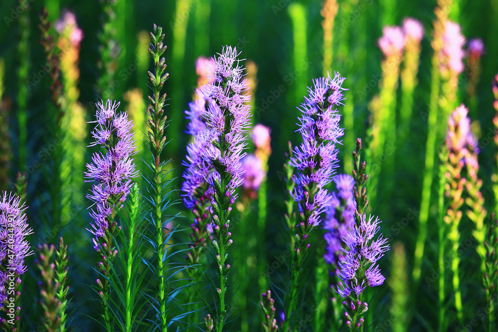 Naklejka premium Spike Gayfeather,Button Snakeroot,Dense Blazing Star flowers close-up,beautiful blue with purple flowers blooming in the garden 