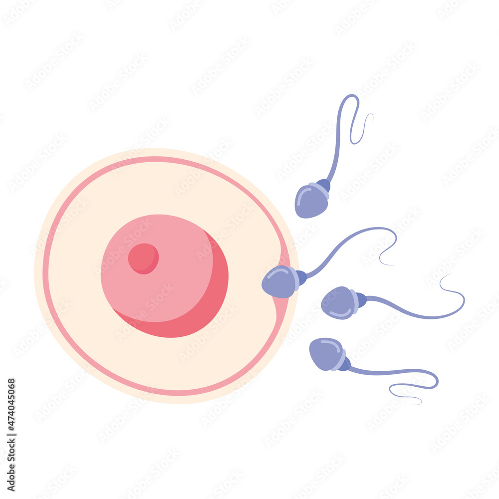 Ταπετσαρία fertilization of the ovum