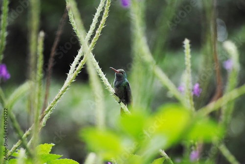 colibri en un jardin