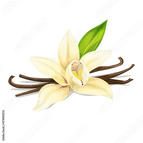Beautiful vanilla flower isolated on white background. Spice for sweets, coffee and bakery. Vector Illustration.