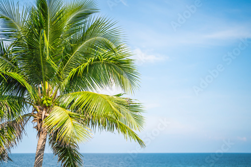 Coconut tree on the beach with blue sky and sea background