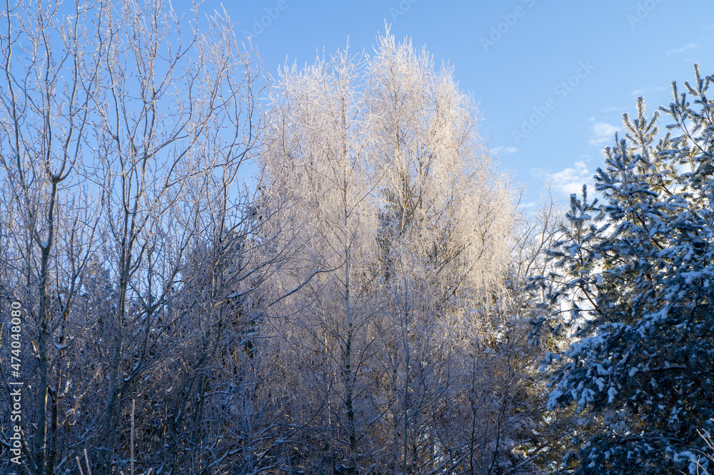 Beautiful winter landscape with snowy sunny trees. Cold view of nature by day for background Beautiful winter landscape with snowy sunny trees. Cold view of nature by day for background
