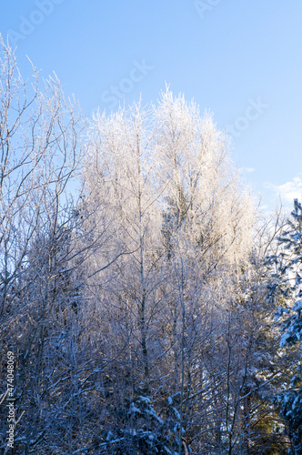 Beautiful winter landscape with snowy sunny trees. Cold view of nature by day for background