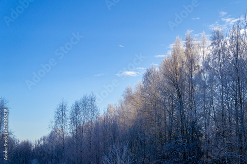 Beautiful winter landscape with snowy sunny trees. Cold view of nature by day for background