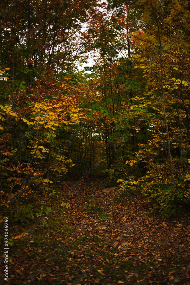 Eagle's Nest lookout and conservation area located in Bancroft, Ontario. Canadian forest during the autumn season.