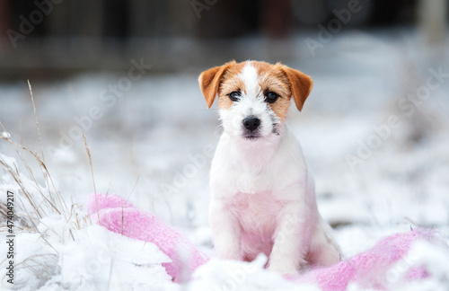 dog winter in the snow breed jack russell