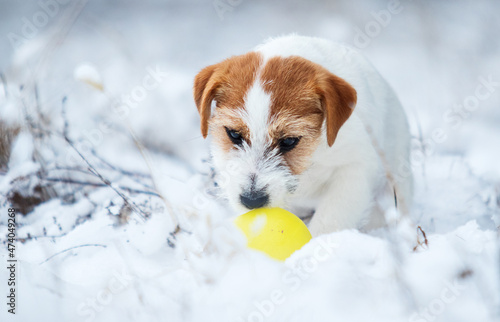 dog in winter in the snow breed jack russell playing a ball